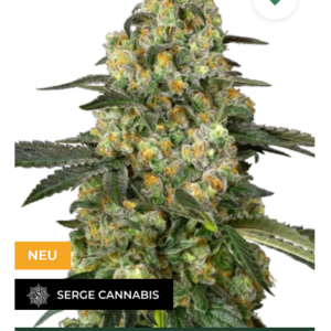 Big Berry Bliss Feminisiert