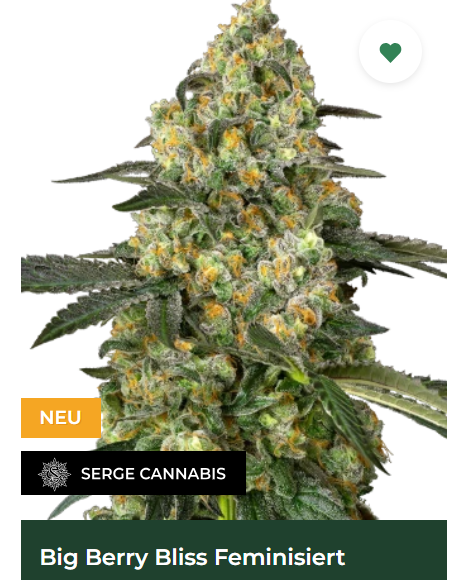 Big Berry Bliss Feminisiert