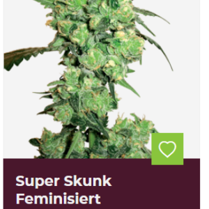 Super Skunk Feminisiert